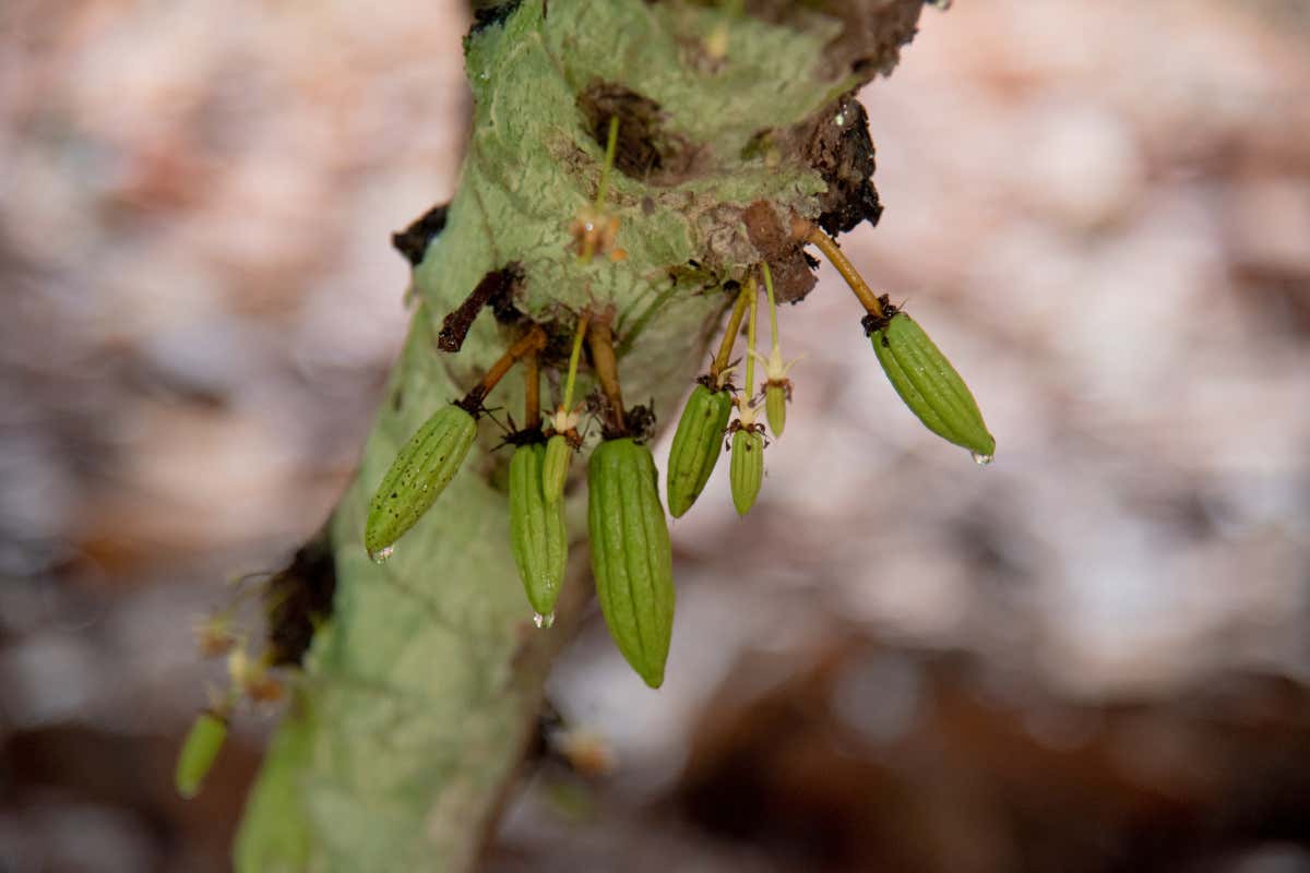 Il Gruppo Da Vittorio in Perù insieme a Comaschi lungo la “ruta del cacao”